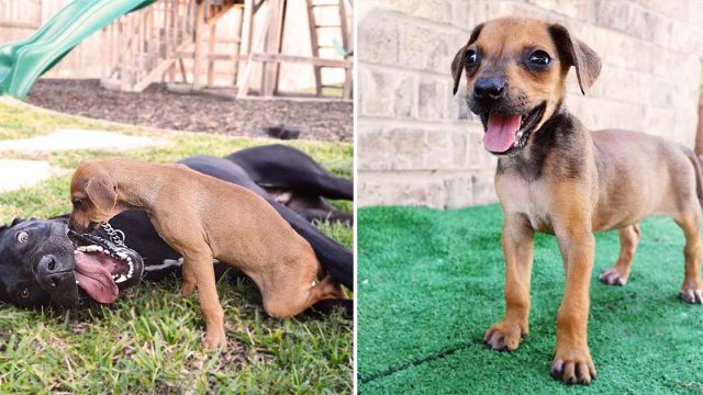Pequeño perro mejor amigo gran danés
