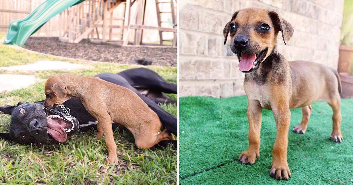 Pequeño perro mejor amigo gran danés