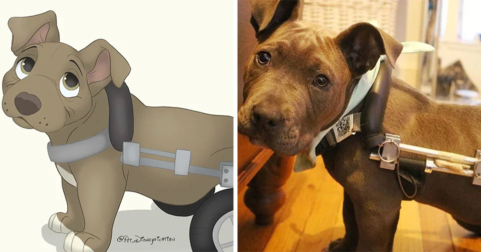 Perrito con silla de ruedas