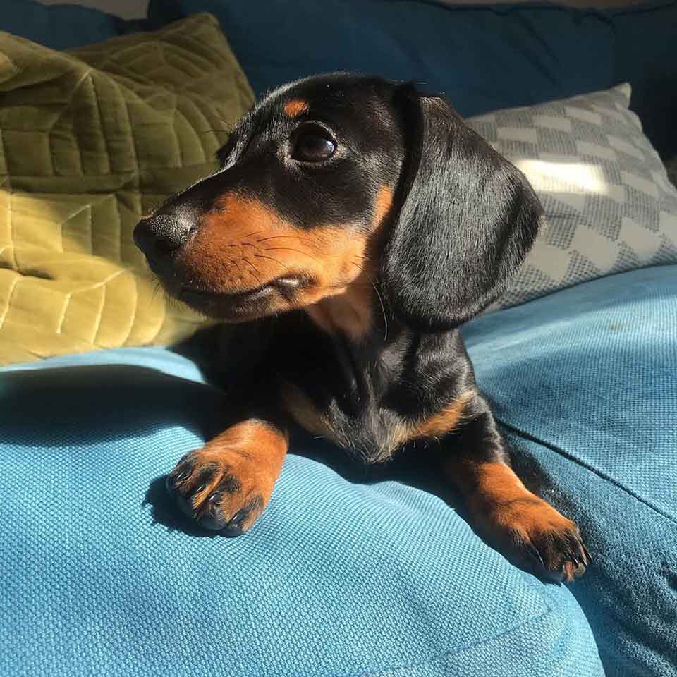 Cachorro ama tanto el sol que siempre encuentra el lugar perfecto para la siesta 3 Perrito en el sofá