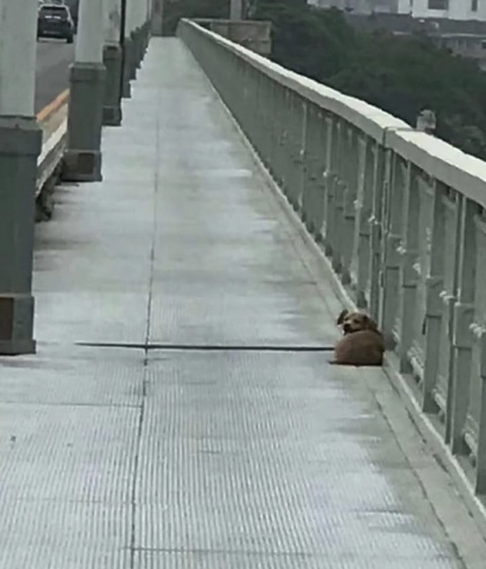 Perrito espera a su dueño