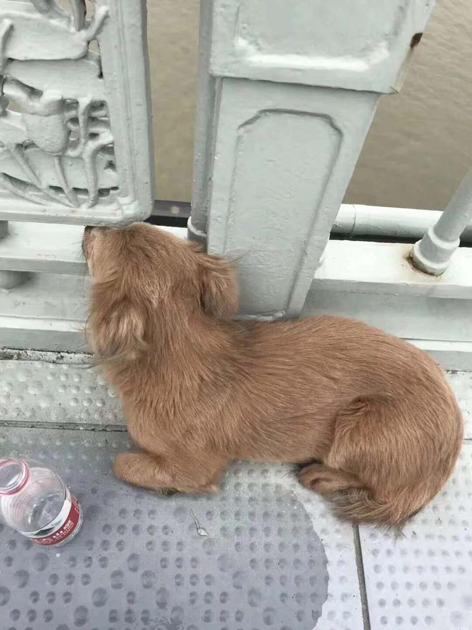 Perrito fiel espera su dueño