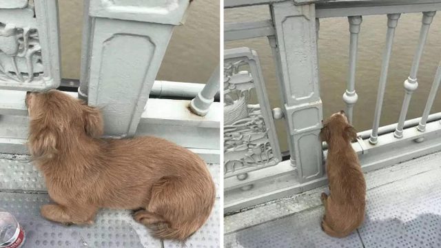 Perrito leal espera mejor amigo puente