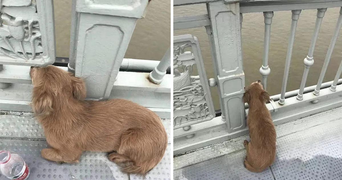 Perrito leal espera mejor amigo puente