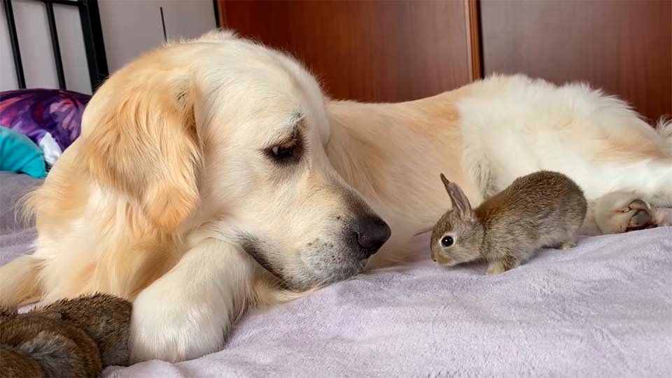 Perrito y conejitos