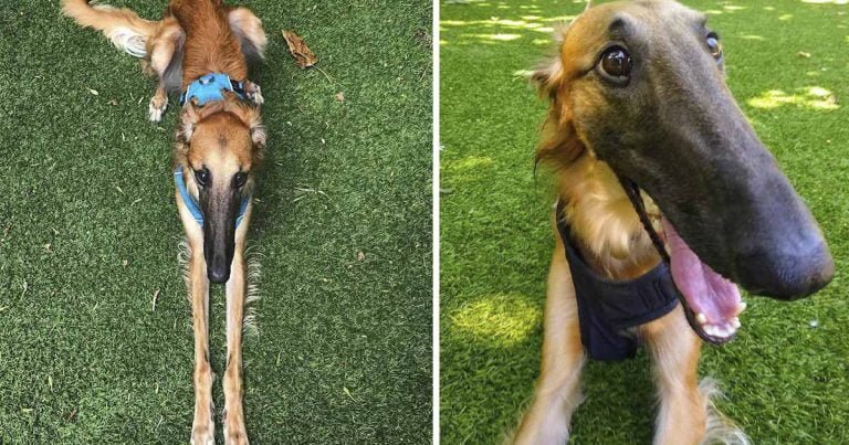 Perro con un hocico extra largo se vuelve famoso en Internet