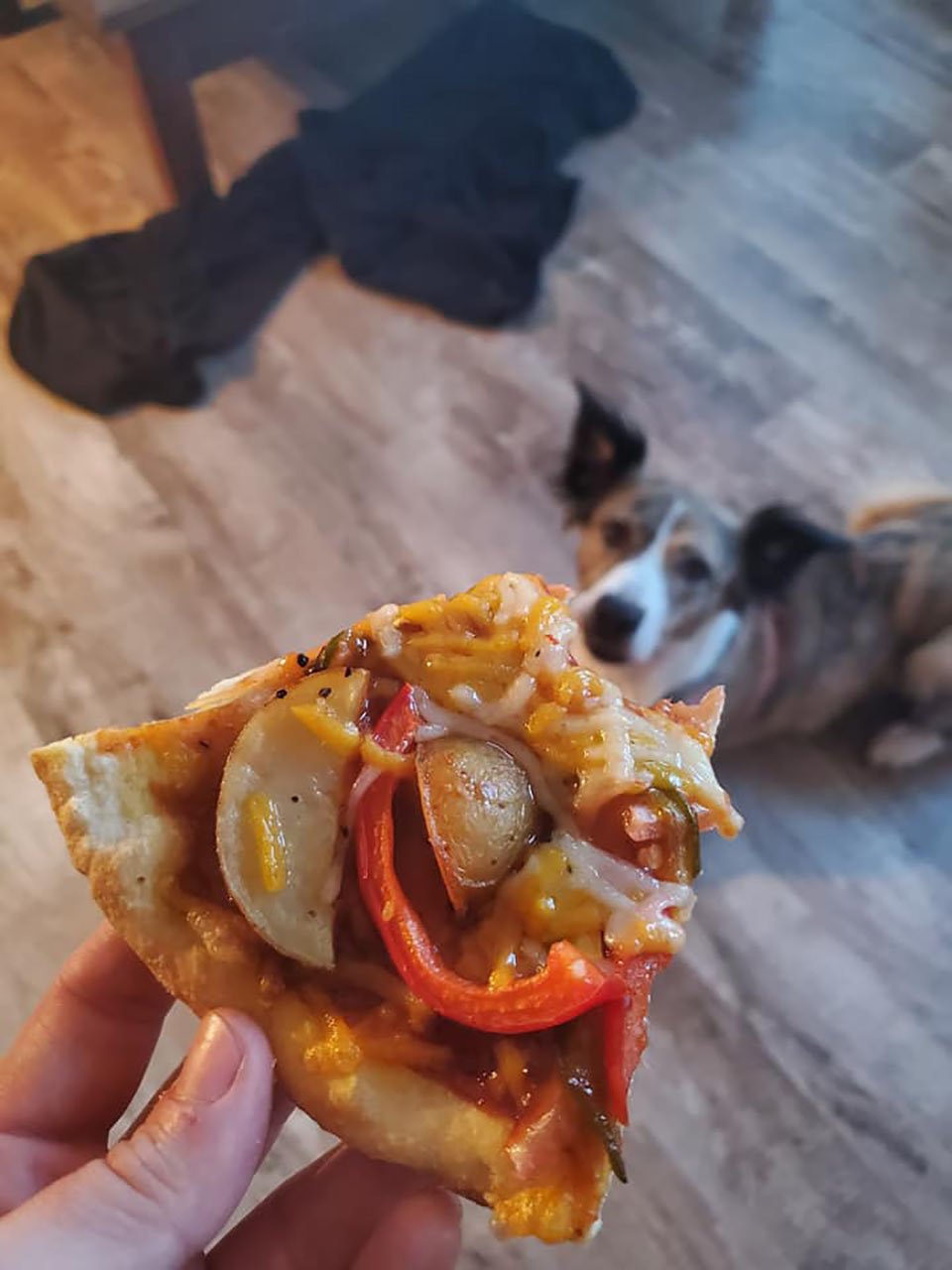Perro mira un trozo de pizza