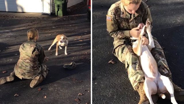 Perro no puede creer ve madre nuevo