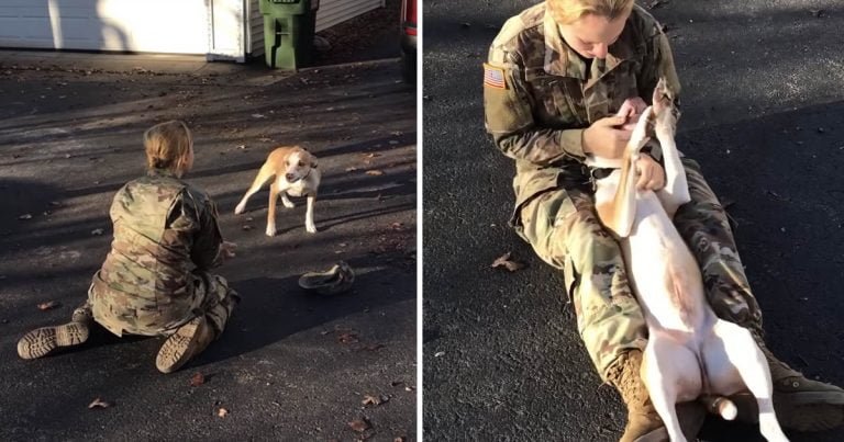Este perro no puede creer que está viendo a su madre de nuevo