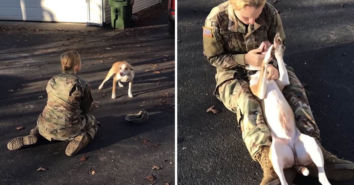 Perro no puede creer ve madre nuevo