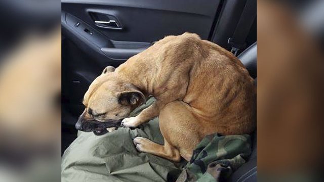 Perro sin hogar sube en un auto