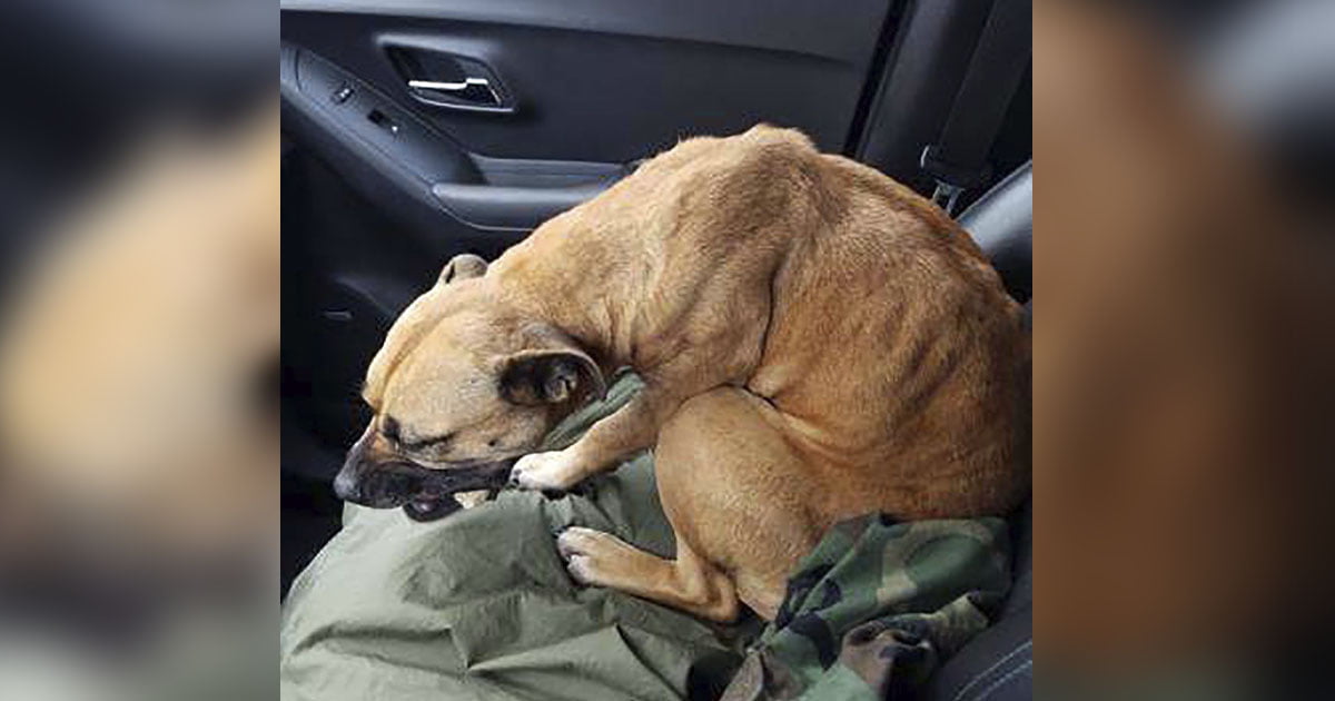 Perro sin hogar sube en un auto