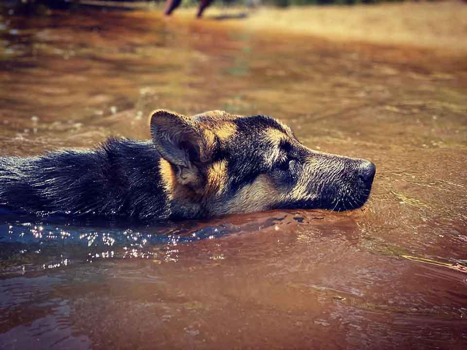 Perro toma un baño solo