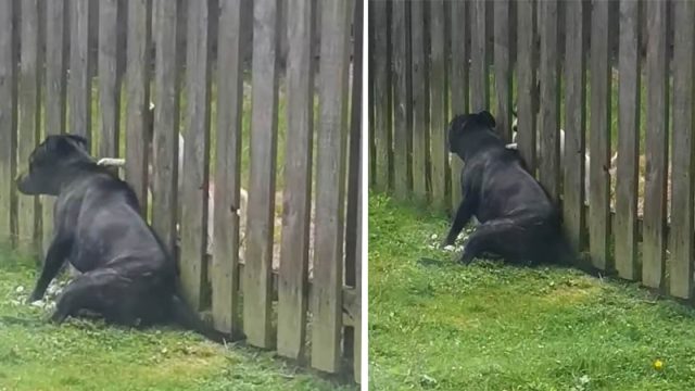 Perro visita la cerca para recibir masaje del cachorro vecino