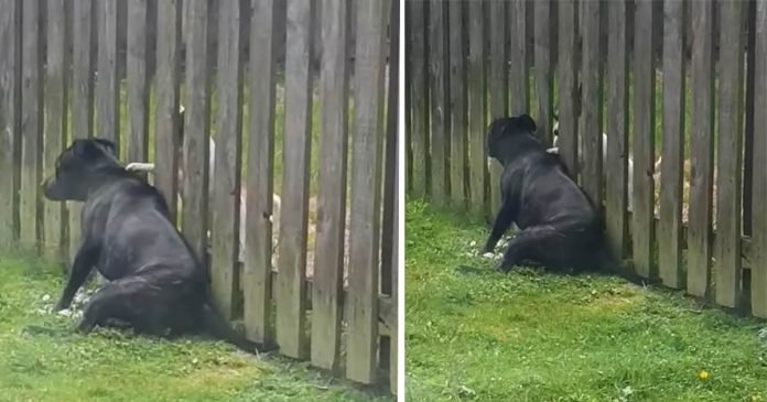 Perro visita la cerca para recibir masaje del cachorro vecino