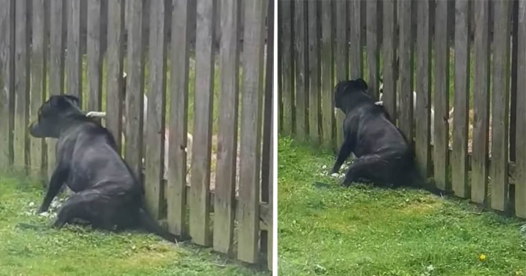 Perro visita la cerca todos los días para recibir un masaje del cachorro vecino