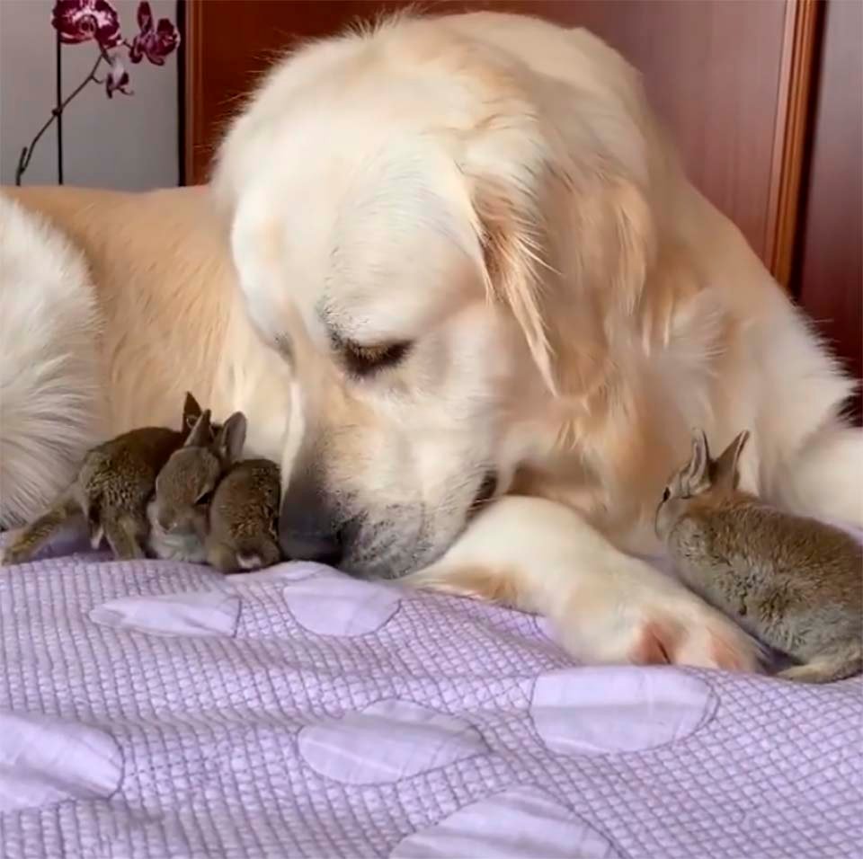 Perro y conejos