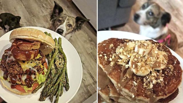 Perros se escabullen al fondo de las fotos de comida