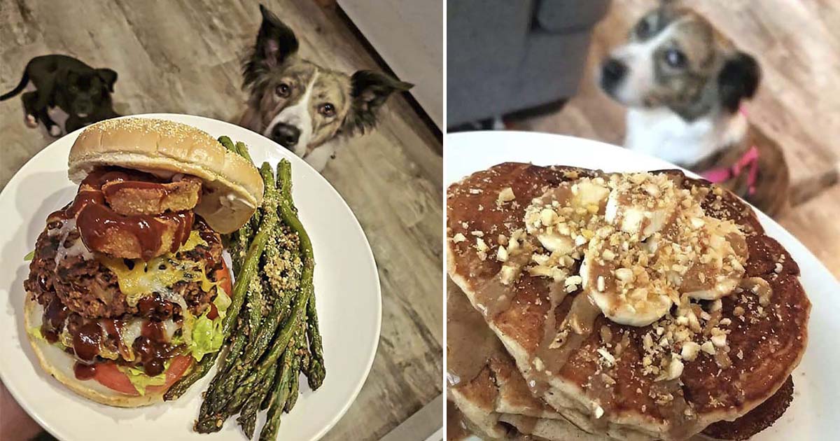 Perros se escabullen al fondo de las fotos de comida