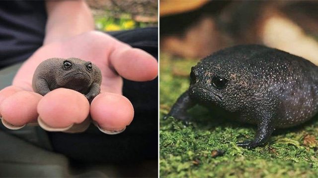 Ranas africanas parecen un aguacate enojado