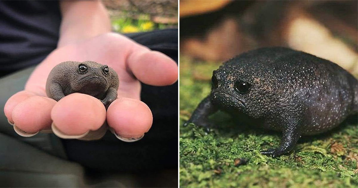 Ranas africanas parecen un aguacate enojado