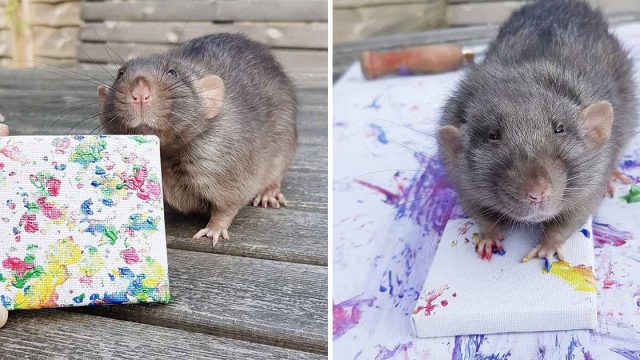 Ratas crean pinturas en miniatura