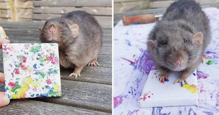 Adorables ratas crean pinturas en miniatura con sus patitas y sus trabajos se agotan