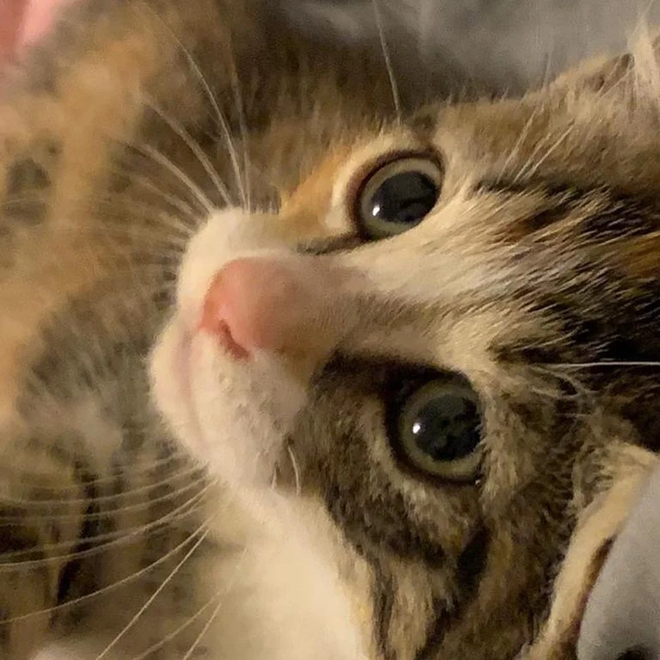 Rostro de pequeña gata