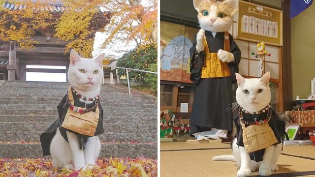 Templo del gato Japon monjes adorables