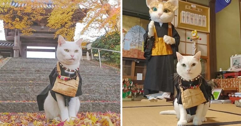 Templo del gato Japon monjes adorables