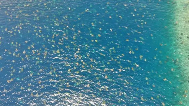 Tortugas marinas verdes dirigen anidar Australia
