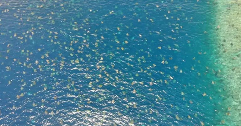 La mayor colonia de tortugas marinas verdes del mundo se dirige a anidar en Australia