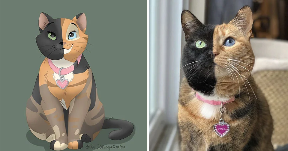 Fotos de mascotas Venus gata quimera