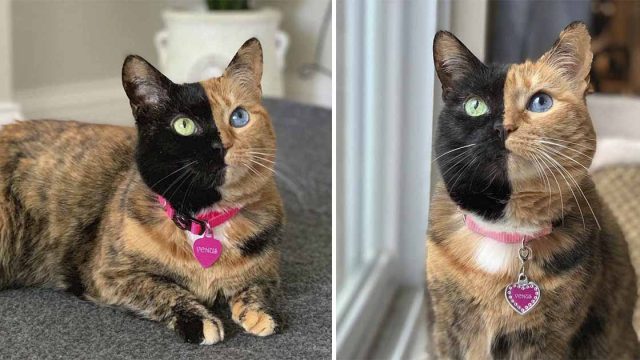 Venus, la hermosa gata de dos caras