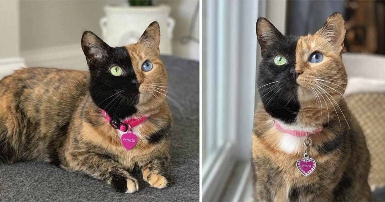Conoce a Venus la hermosa y adorable gata de dos caras
