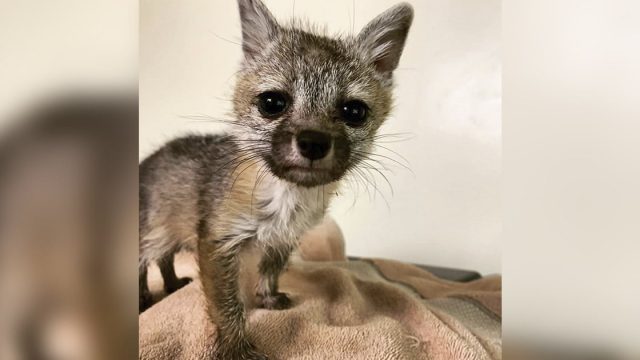 Zorro bebé sigue familia casa