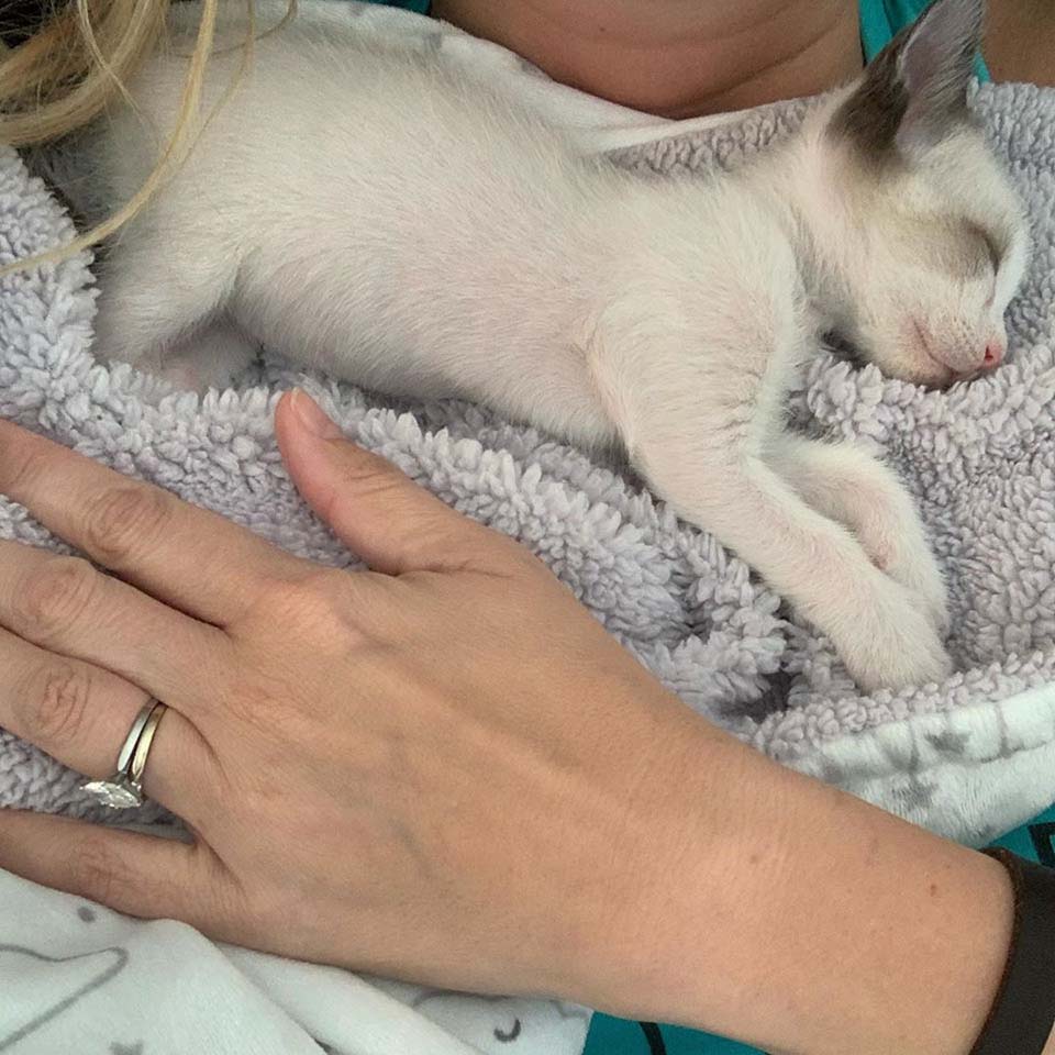 Gatito muy pequeño con grandes ojos adora abrazar a su nueva familia 12 Gatito muy pequeño.