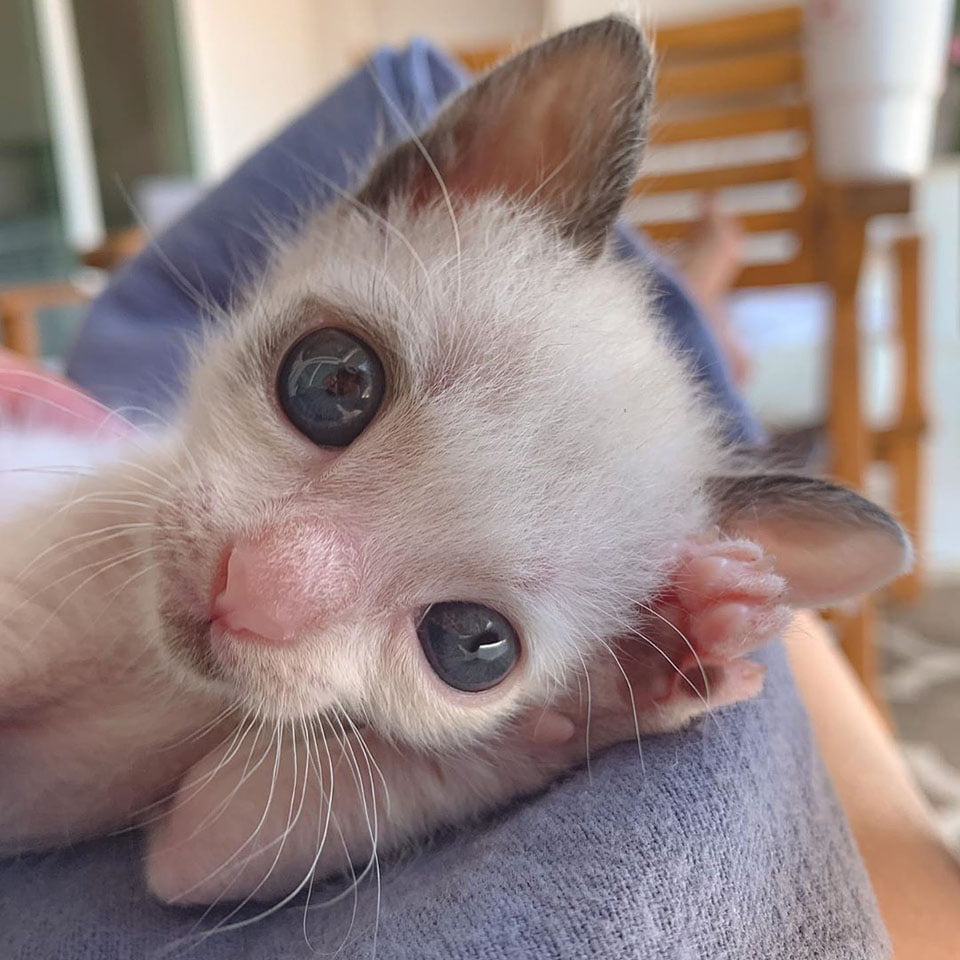Gatito muy pequeño con grandes ojos adora abrazar a su nueva familia 6 gatito pequeño
