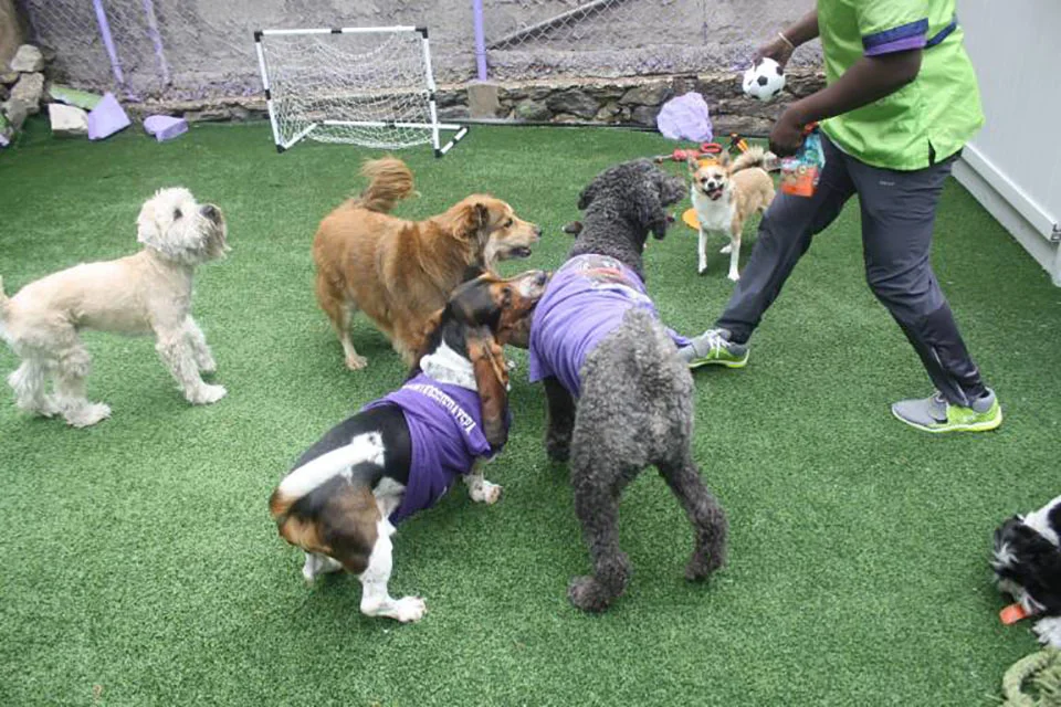 Peluquero ofrece servicio gratuito a mascotas de familias afectadas por la pandemia 7 guardería de perros