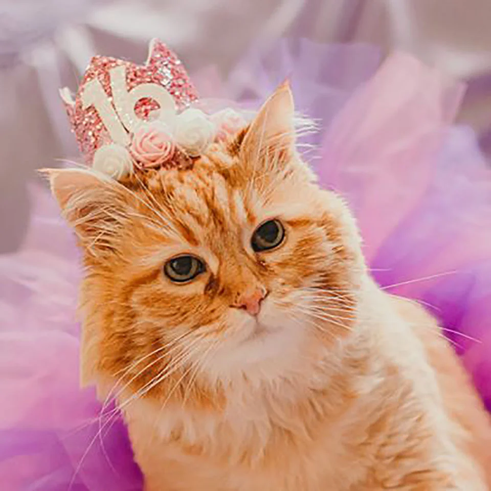 Adorable gatita