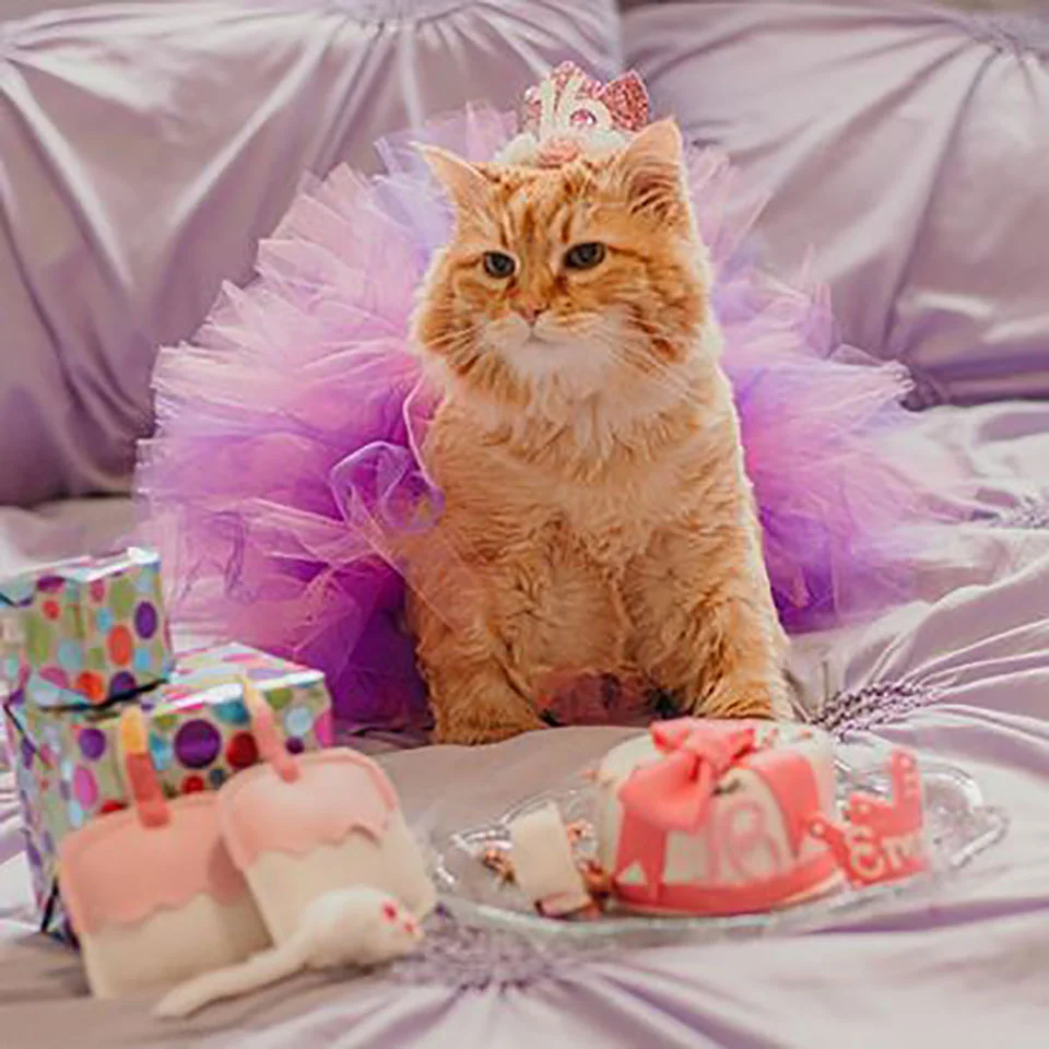 Cumpleaños gatuno