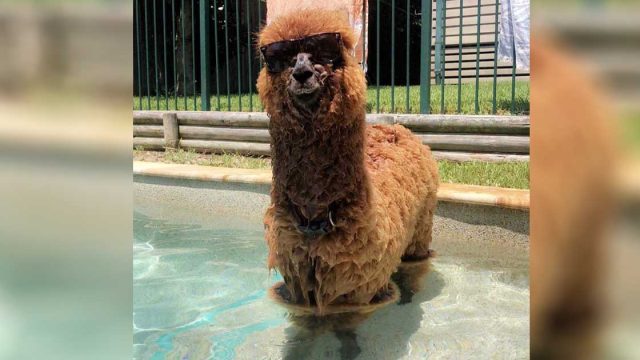 Esta alpaca está viviendo su mejor vida en la ciudad