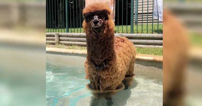Esta alpaca está viviendo su mejor vida en la ciudad