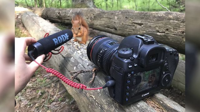 Fotógrafa captura los adorables sonidos de una ardilla bebé