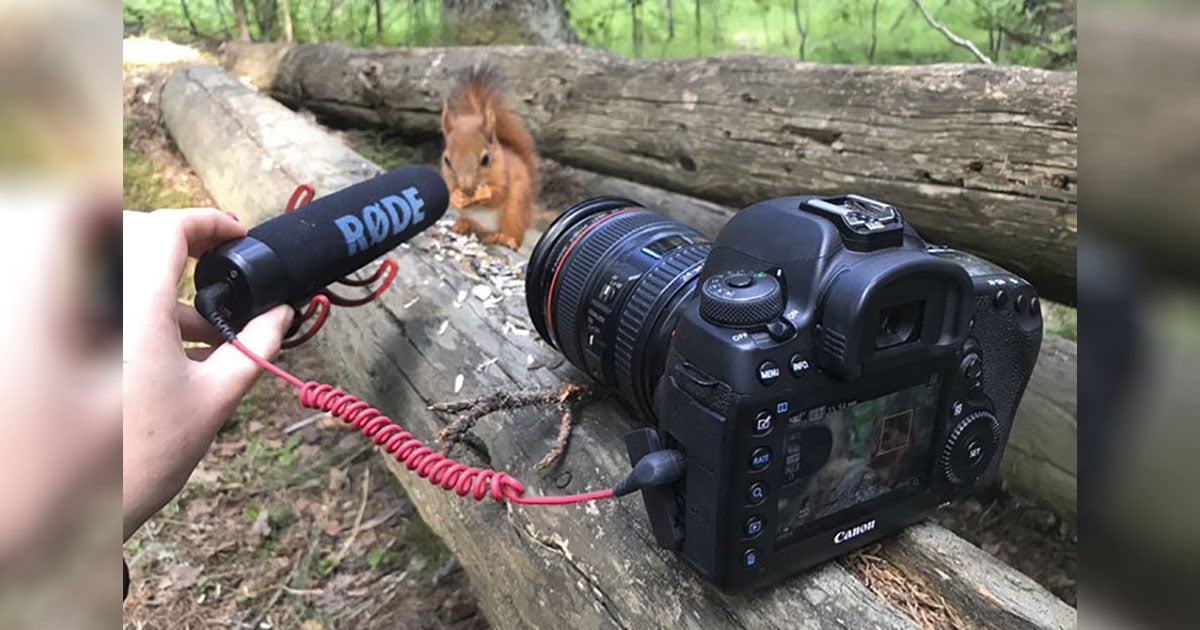 Fotógrafa captura los adorables sonidos de una ardilla bebé