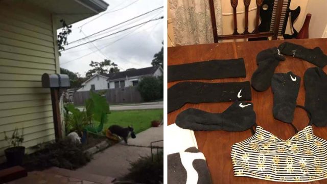 Mujer publica imágenes para demostrar que su gato roba la ropa
