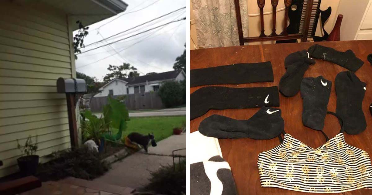 Mujer publica imágenes para demostrar que su gato roba la ropa