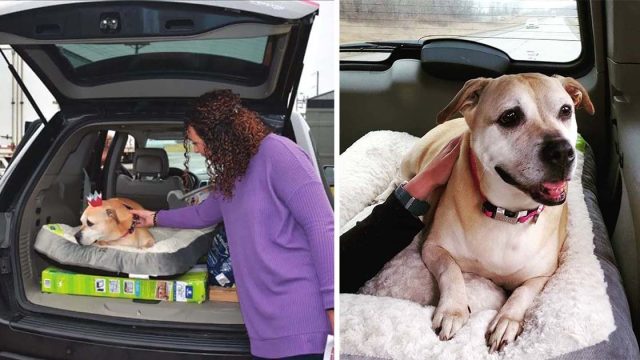 Perro que pasó 2,461 días en un refugio finalmente es adoptado