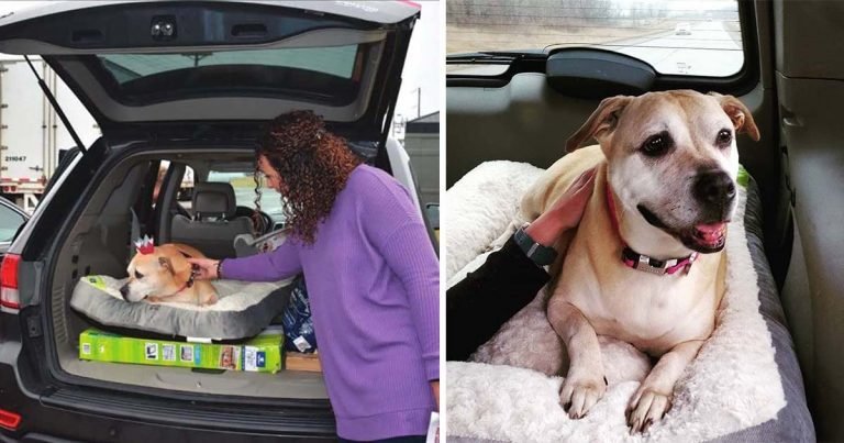 Perro que pasó 2,461 días en un refugio finalmente es adoptado