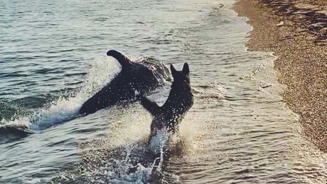 Perro y delfín se reúnen en la orilla del mar